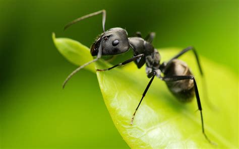 生基是什么 水有螞蟻